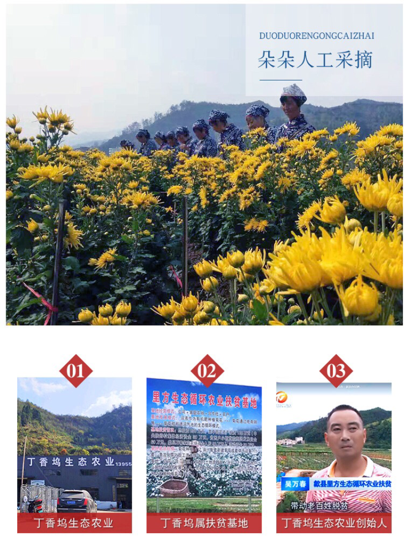菊农基地直销袋装金丝皇菊，100袋起批