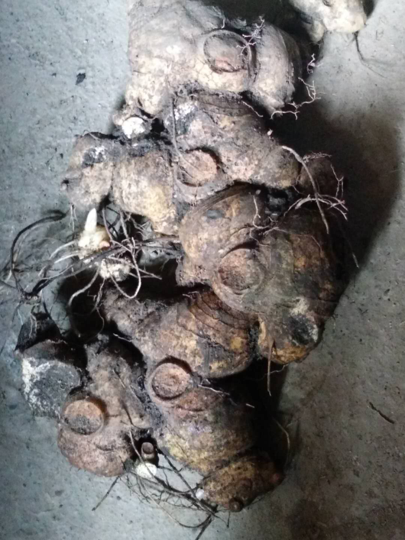 黄精苗