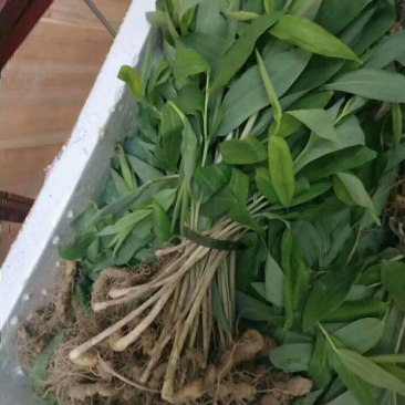 黄精苗