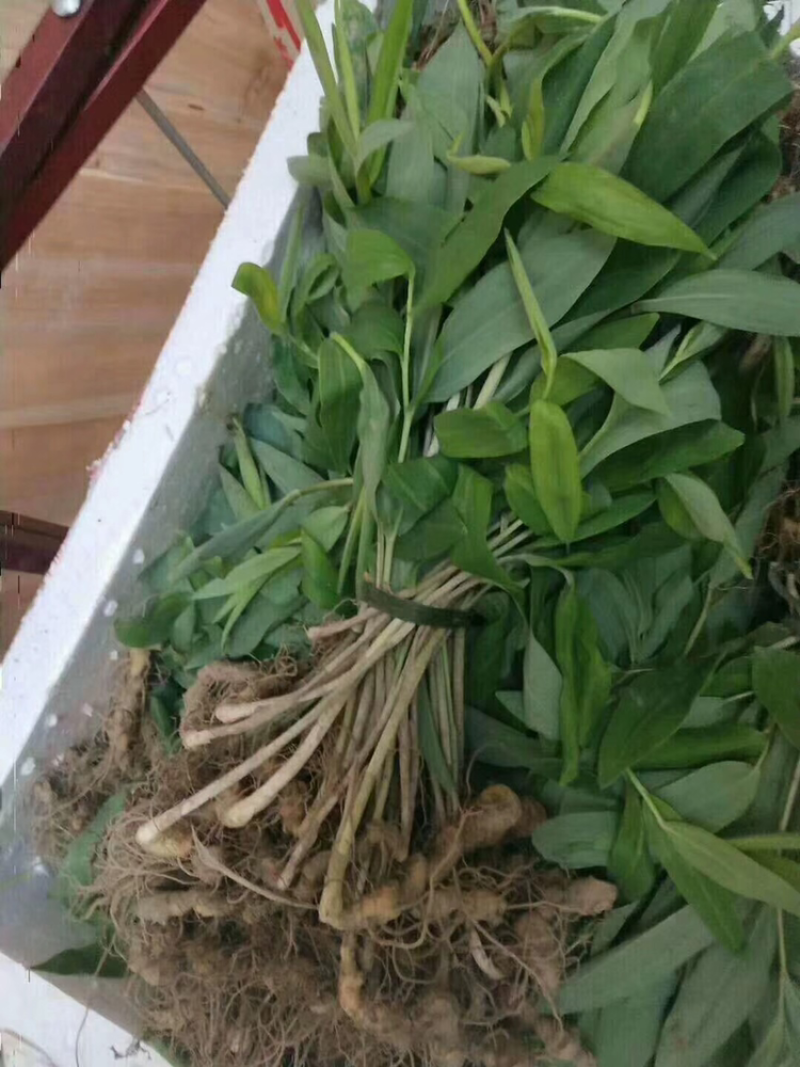 黄精苗