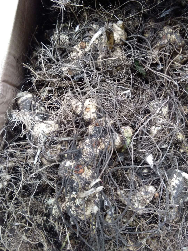 黄精苗