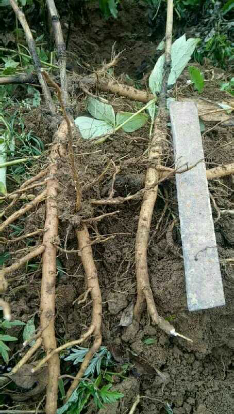 油用牡丹苗油用牡丹药用牡丹一二三四五年基地