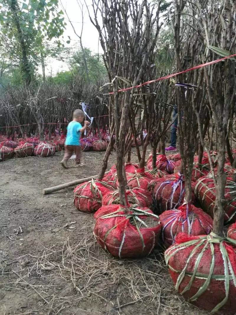 油用牡丹苗油用牡丹药用牡丹一二三四五年基地