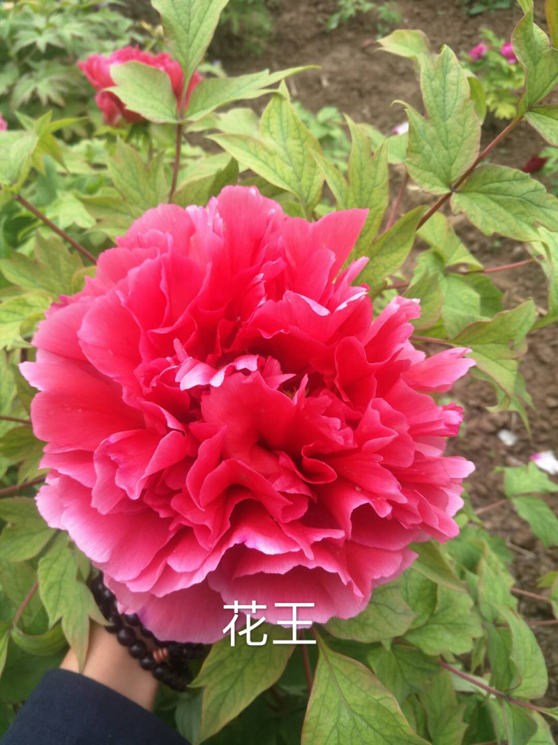 观赏牡丹正宗菏泽观赏牡丹苗包开花包对版包成活