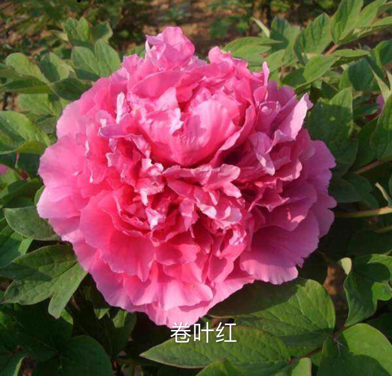 观赏牡丹正宗菏泽观赏牡丹苗包开花包对版包成活