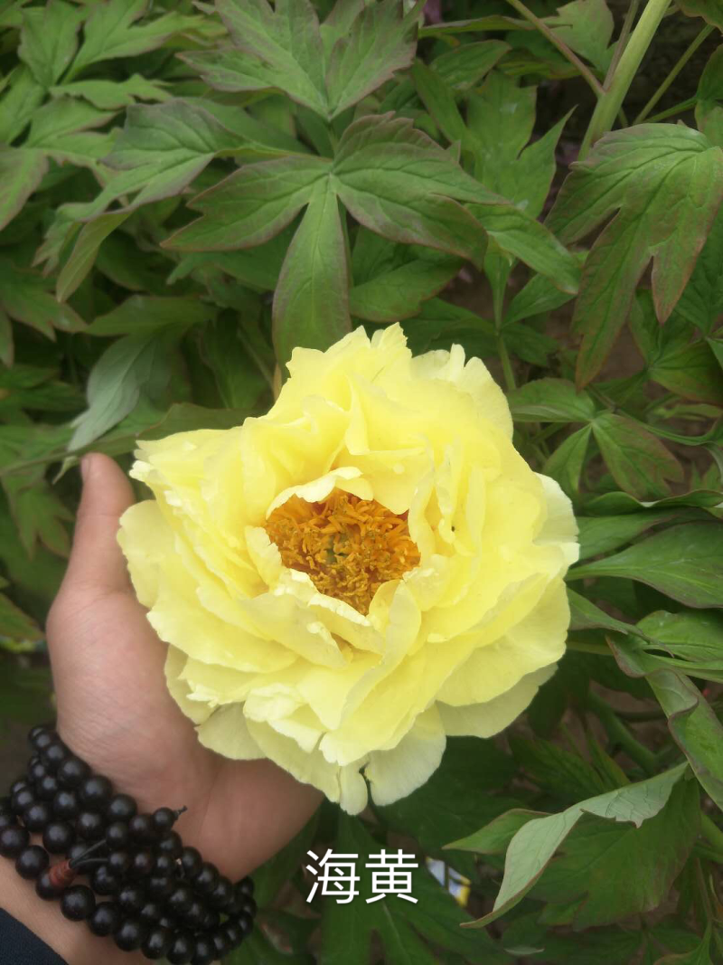 观赏牡丹正宗菏泽观赏牡丹苗包开花包对版包成活