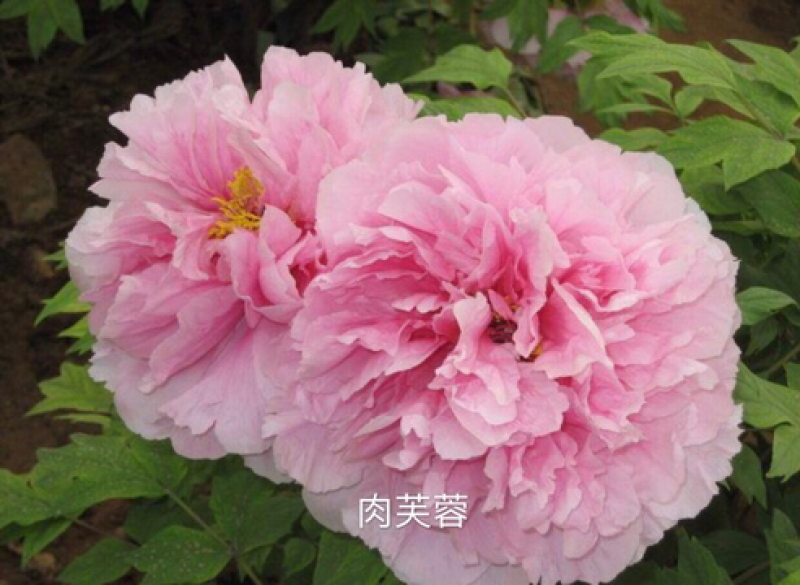 观赏牡丹正宗菏泽观赏牡丹苗包开花包对版包成活