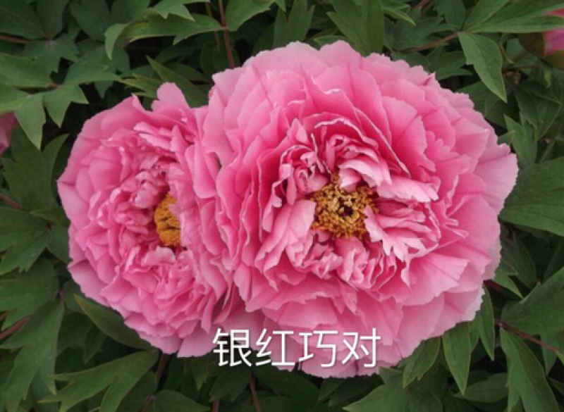 观赏牡丹正宗菏泽观赏牡丹苗包开花包对版包成活