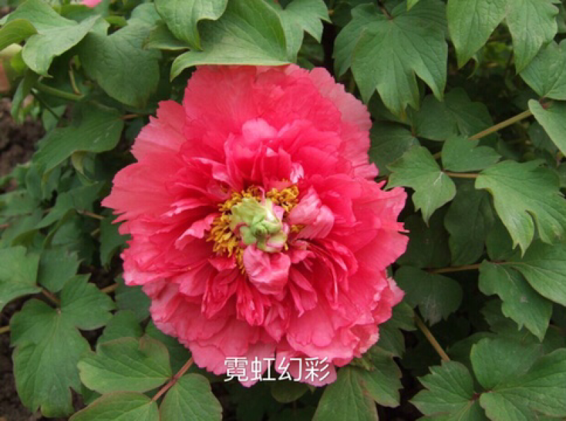 观赏牡丹正宗菏泽观赏牡丹苗包开花包对版包成活