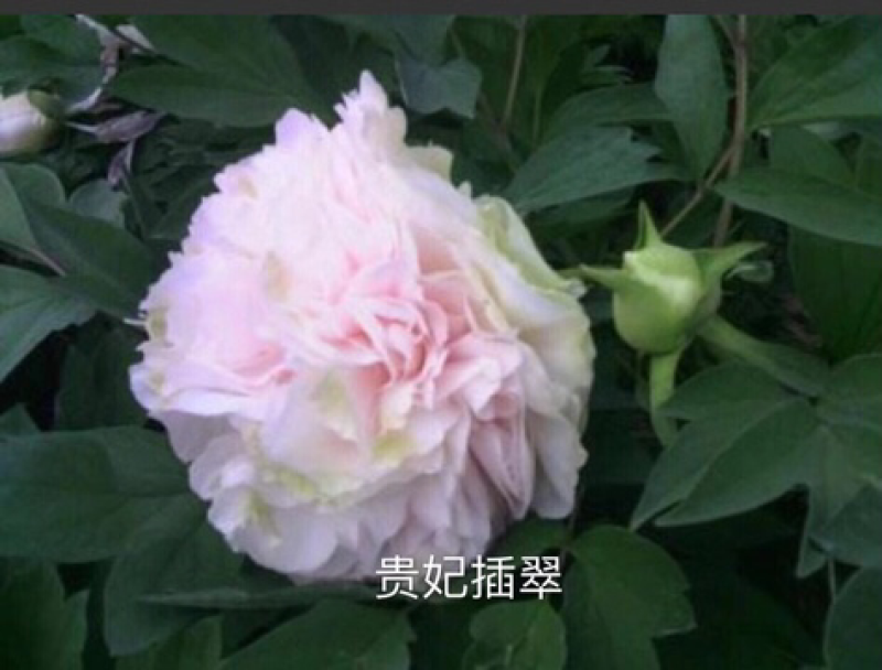 观赏牡丹正宗菏泽观赏牡丹苗包开花包对版包成活