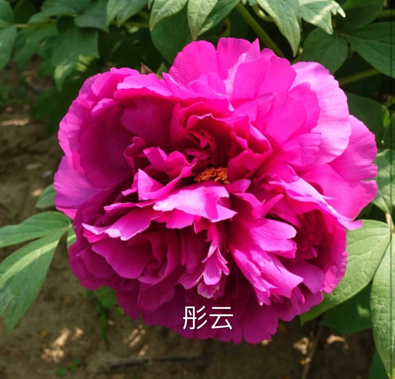 观赏牡丹正宗菏泽观赏牡丹苗包开花包对版包成活