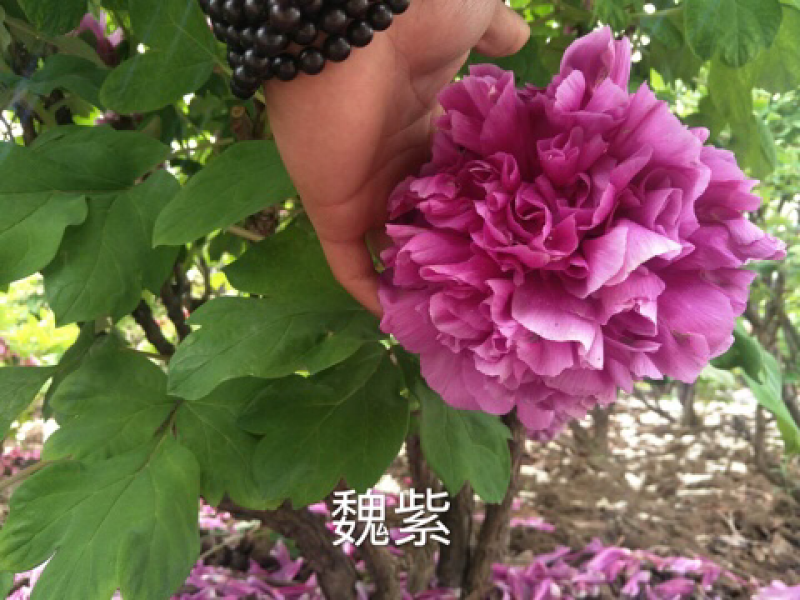 观赏牡丹正宗菏泽观赏牡丹苗包开花包对版包成活