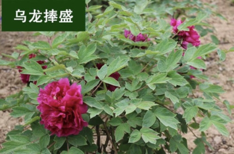 观赏牡丹正宗菏泽观赏牡丹苗包开花包对版包成活