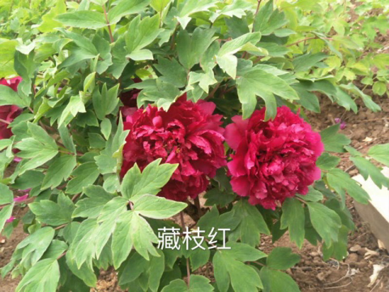 观赏牡丹正宗菏泽观赏牡丹苗包开花包对版包成活
