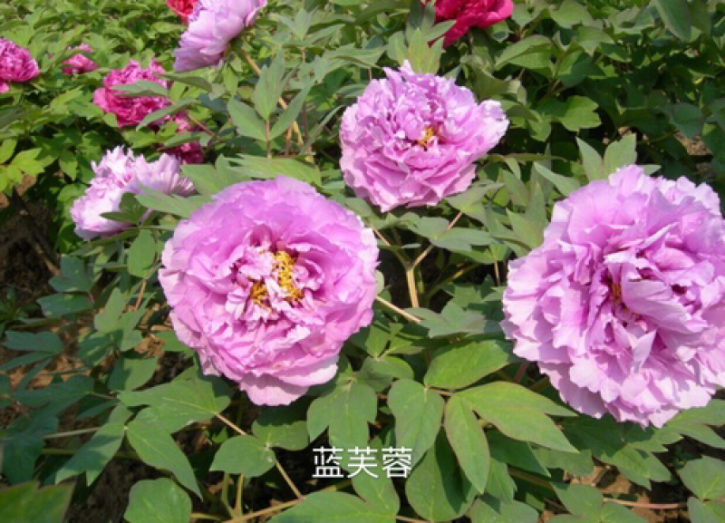 观赏牡丹正宗菏泽观赏牡丹苗包开花包对版包成活