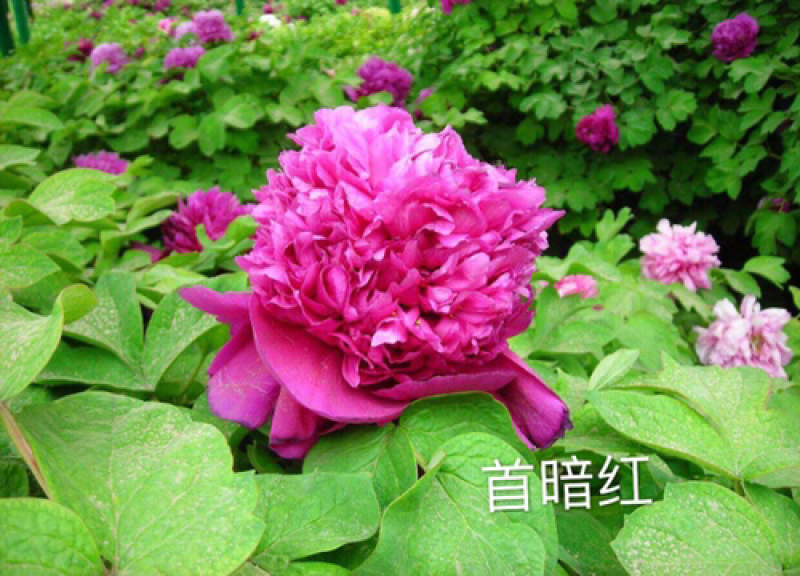 观赏牡丹正宗菏泽观赏牡丹苗包开花包对版包成活