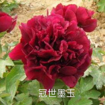 观赏牡丹正宗菏泽观赏牡丹苗包开花包对版包成活