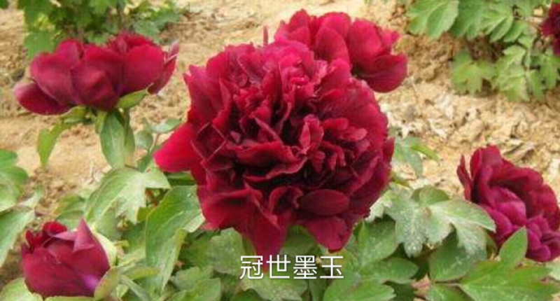 观赏牡丹正宗菏泽观赏牡丹苗包开花包对版包成活
