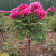 观赏牡丹苗牡丹树观赏牡丹苗菏泽观赏牡丹苗
