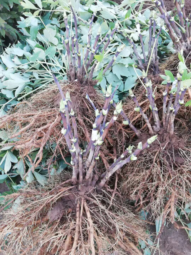 观赏牡丹苗牡丹树观赏牡丹苗菏泽观赏牡丹苗