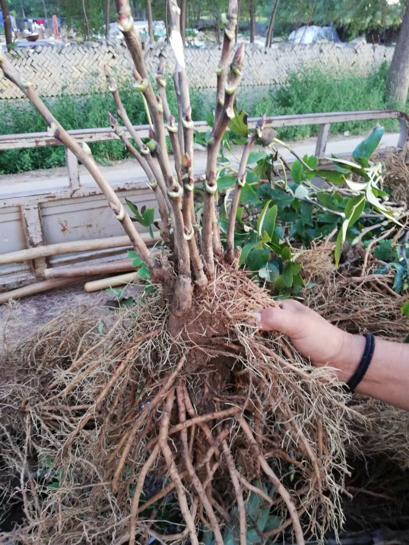 观赏牡丹苗牡丹树观赏牡丹苗菏泽观赏牡丹苗