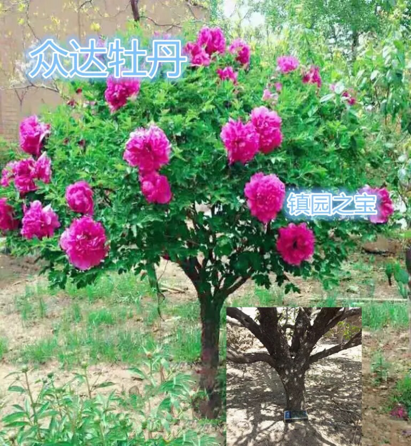 百年牡丹树牡丹树老桩牡丹古树牡丹老牡丹