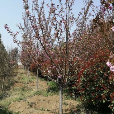 樱花