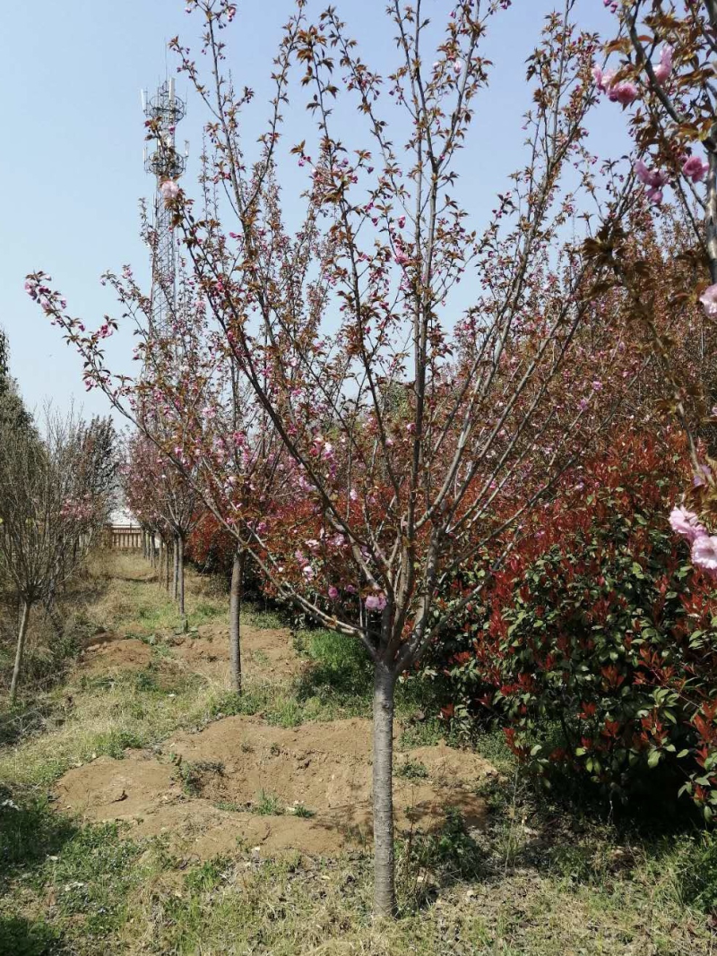 樱花