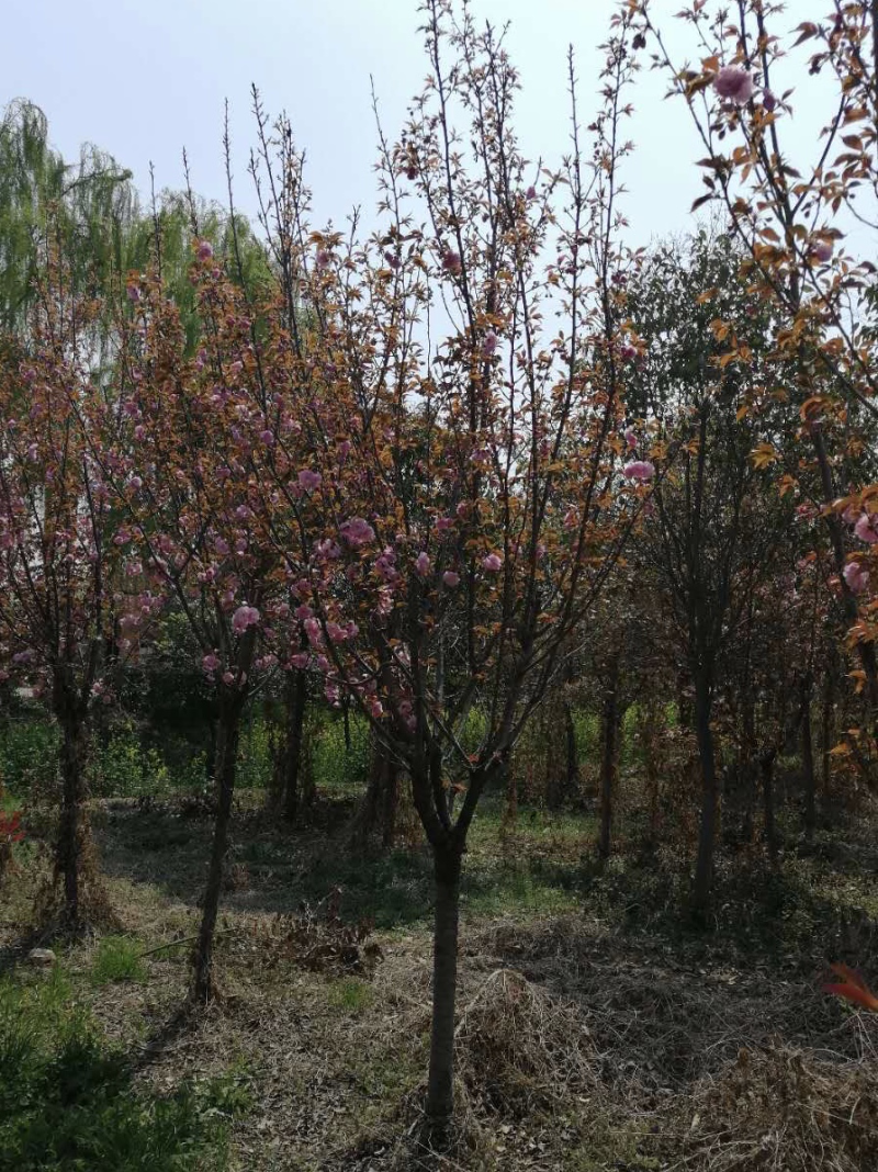 樱花