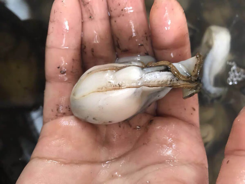 生蚝肉牡蛎肉海蛎子头批发产地直销