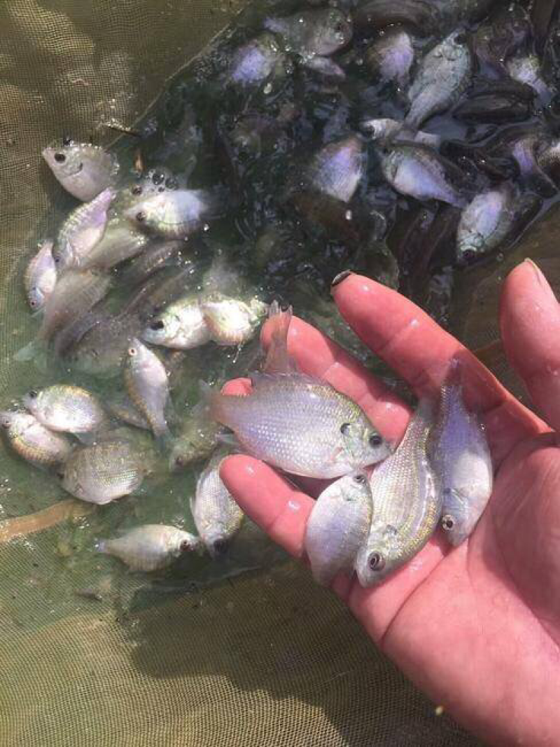 【推荐】太阳魚/量大从优/价格实惠