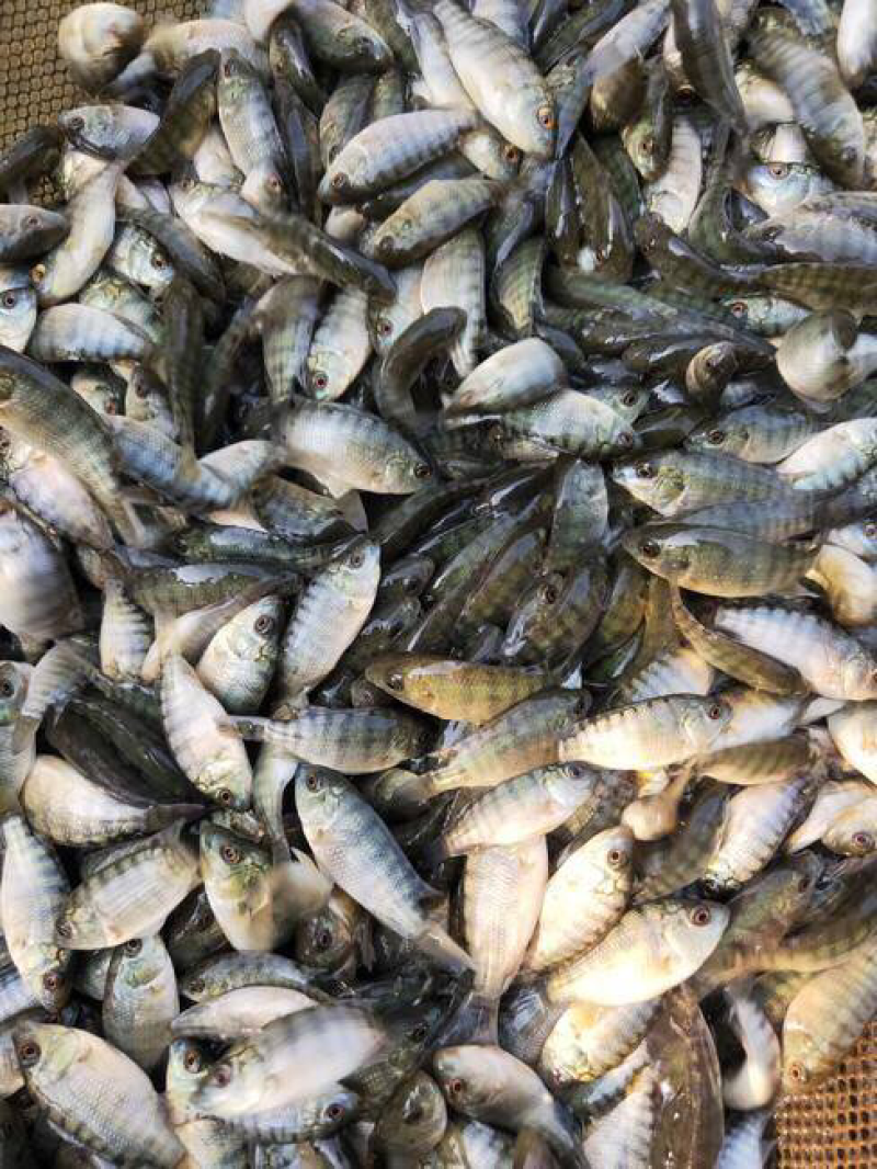 【推荐】太阳魚/量大从优/价格实惠