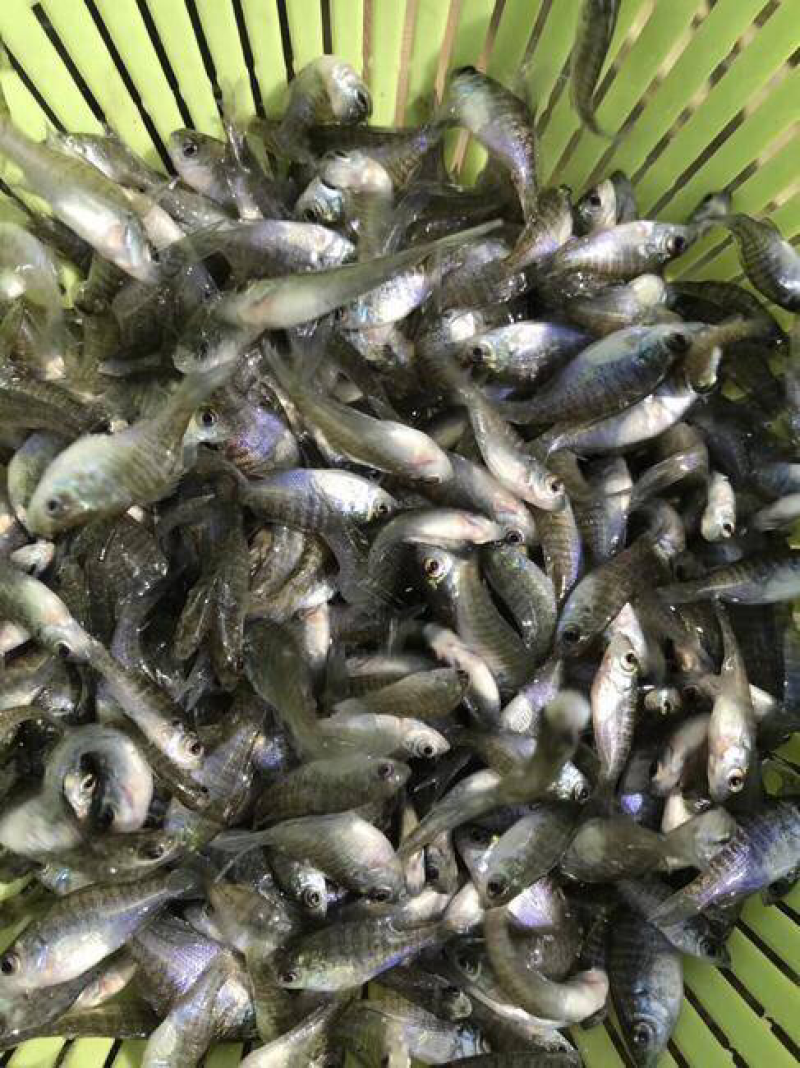 【推荐】太阳魚/量大从优/价格实惠