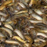 台湾泥鳅/自孵化水花/本地泥鳅