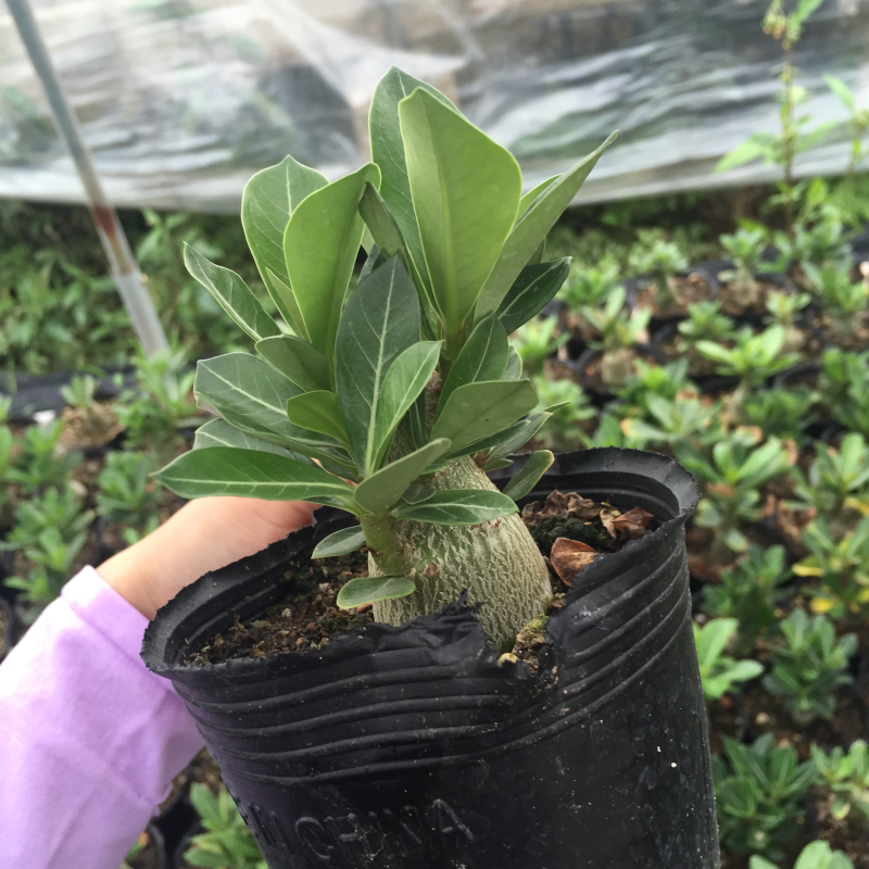 沙漠玫瑰原生苗进口多肉植物