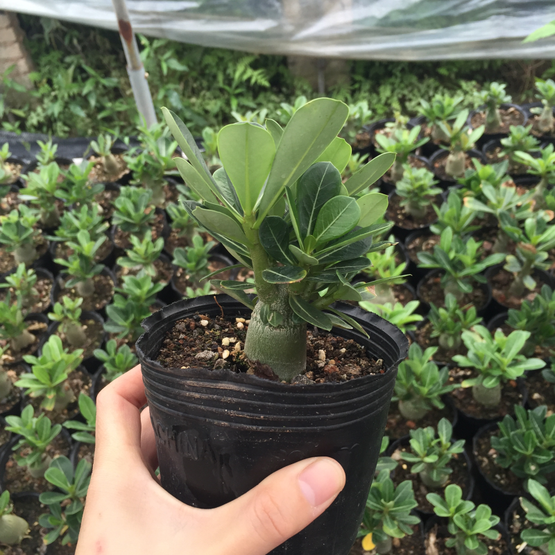 沙漠玫瑰原生苗进口多肉植物
