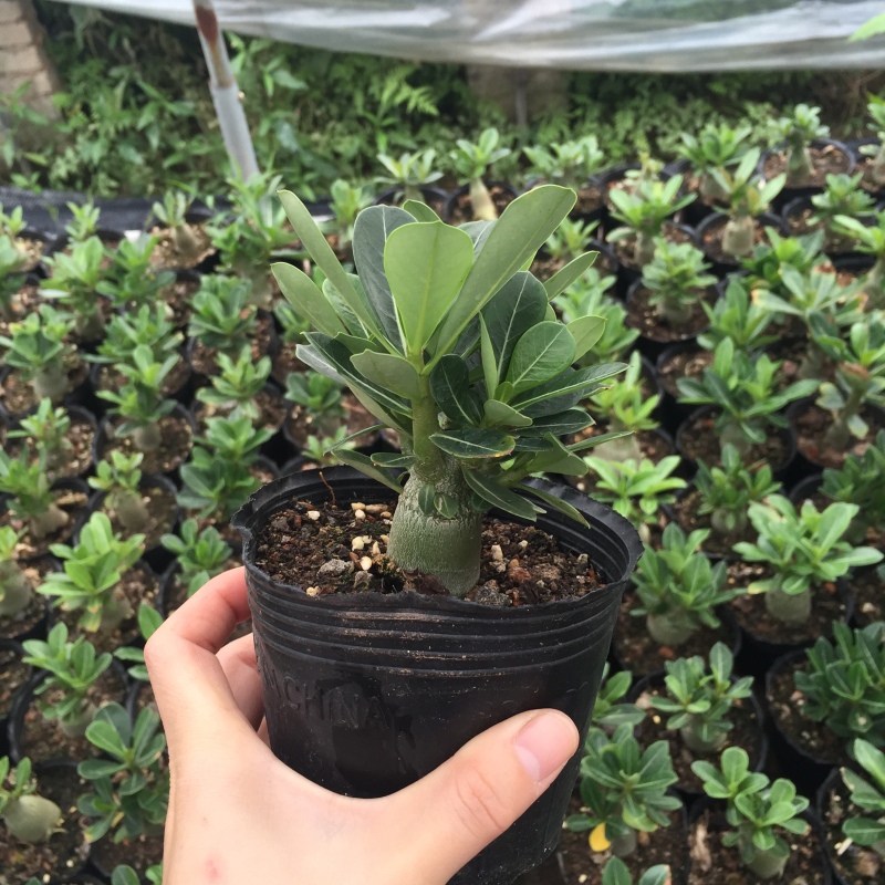 沙漠玫瑰原生苗进口多肉植物