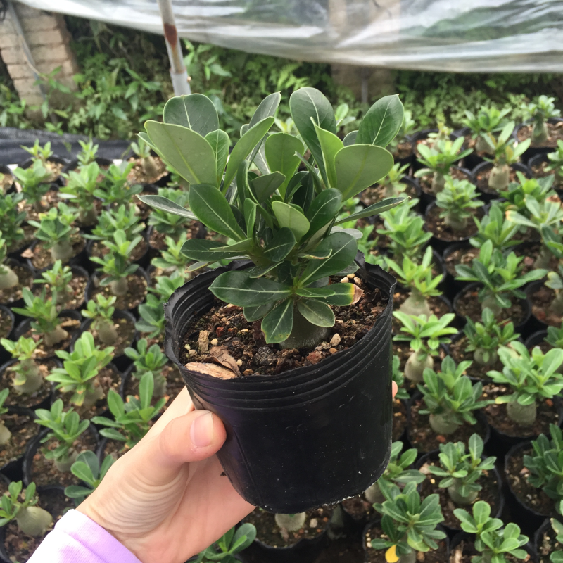 沙漠玫瑰原生苗进口多肉植物