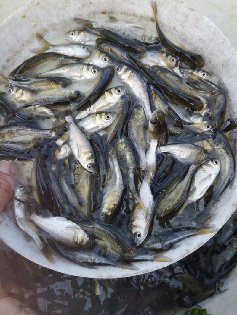 【推荐】鳊魚白鲢鱼苗花鲢鳙鱼边鱼苗各种淡水鱼苗全国包邮