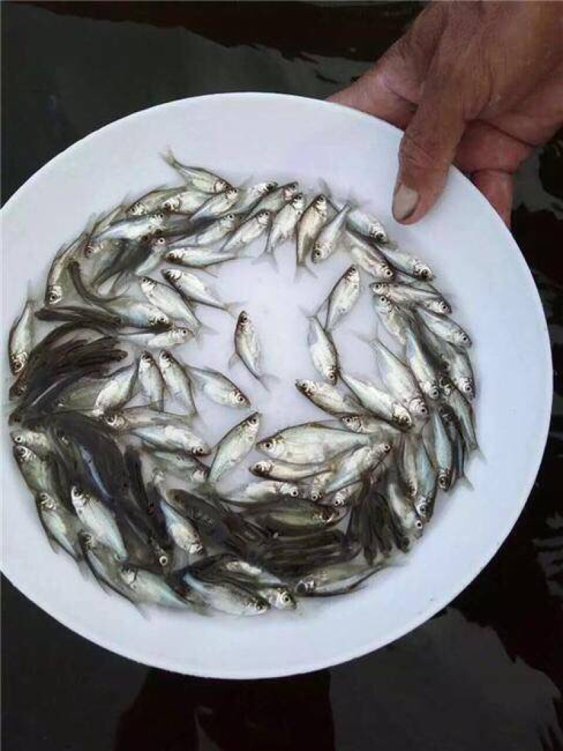 【推荐】鳊魚白鲢鱼苗花鲢鳙鱼边鱼苗各种淡水鱼苗全国包邮