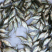 【推荐】鳊魚白鲢鱼苗花鲢鳙鱼边鱼苗各种淡水鱼苗全国包邮