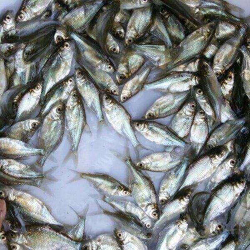 【推荐】鳊魚白鲢鱼苗花鲢鳙鱼边鱼苗各种淡水鱼苗全国包邮