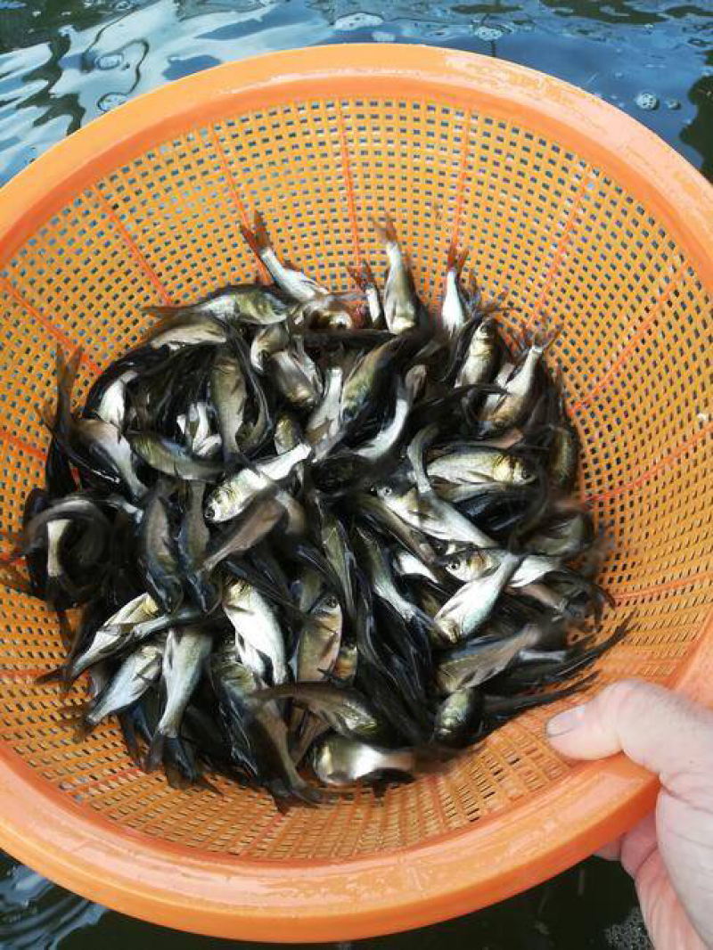 【推荐】鳊魚白鲢鱼苗花鲢鳙鱼边鱼苗各种淡水鱼苗全国包邮