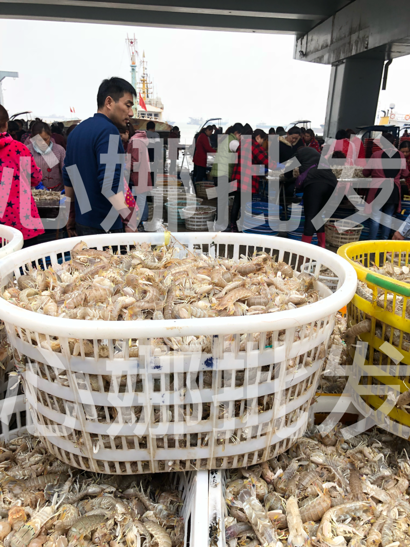 本地虾虎皮皮虾大虾菇鲜活肥