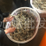 本地虾虎皮皮虾大虾菇鲜活肥