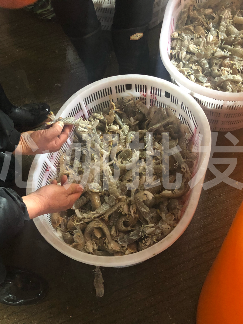 本地虾虎皮皮虾大虾菇鲜活肥