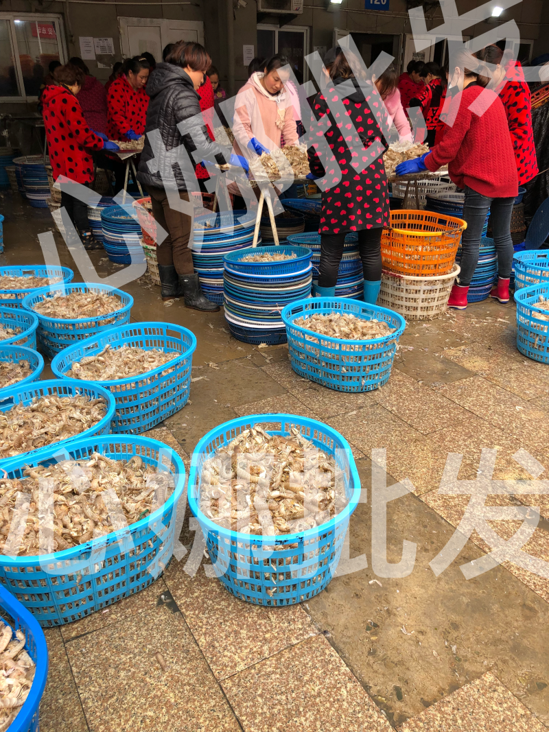 本地虾虎皮皮虾大虾菇鲜活肥