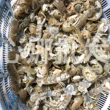本地虾虎皮皮虾大虾菇鲜活肥