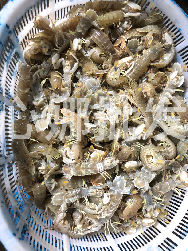 本地虾虎皮皮虾大虾菇鲜活肥