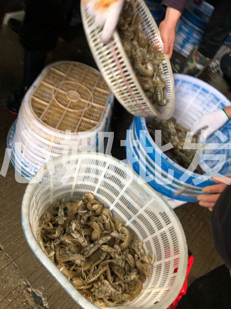 本地虾虎皮皮虾大虾菇鲜活肥